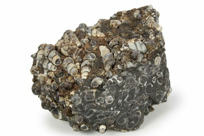 Fossil Freshwater Snails (Elimia) In Limestone - Wyoming #248982